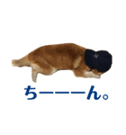 ゴンのおしゃべり（個別スタンプ：6）