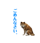 ゴンのおしゃべり（個別スタンプ：8）