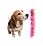 ビーグル犬  チャビの1日［No.3］（個別スタンプ：1）