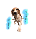 ビーグル犬  チャビの1日［No.3］（個別スタンプ：2）
