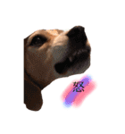 ビーグル犬  チャビの1日［No.3］（個別スタンプ：3）