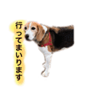ビーグル犬  チャビの1日［No.3］（個別スタンプ：4）