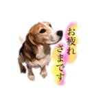 ビーグル犬  チャビの1日［No.3］（個別スタンプ：5）