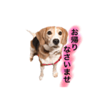 ビーグル犬  チャビの1日［No.3］（個別スタンプ：6）