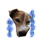 ビーグル犬  チャビの1日［No.3］（個別スタンプ：7）