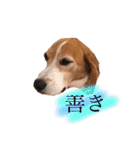 ビーグル犬  チャビの1日［No.3］（個別スタンプ：8）