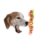 ビーグル犬  チャビの1日［No.3］（個別スタンプ：9）