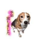 ビーグル犬  チャビの1日［No.3］（個別スタンプ：10）