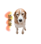 ビーグル犬  チャビの1日［No.3］（個別スタンプ：11）