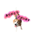 ビーグル犬  チャビの1日［No.3］（個別スタンプ：13）