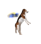 ビーグル犬  チャビの1日［No.3］（個別スタンプ：15）