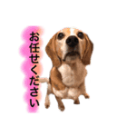 ビーグル犬  チャビの1日［No.3］（個別スタンプ：17）