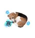 ビーグル犬  チャビの1日［No.3］（個別スタンプ：18）