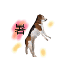 ビーグル犬  チャビの1日［No.3］（個別スタンプ：19）