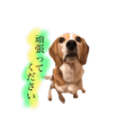 ビーグル犬  チャビの1日［No.3］（個別スタンプ：20）
