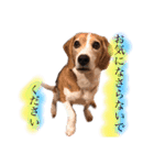 ビーグル犬  チャビの1日［No.3］（個別スタンプ：21）