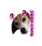 ビーグル犬  チャビの1日［No.3］（個別スタンプ：22）