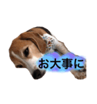 ビーグル犬  チャビの1日［No.3］（個別スタンプ：23）