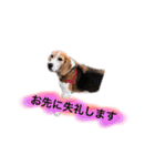 ビーグル犬  チャビの1日［No.3］（個別スタンプ：24）