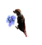 ビーグル犬  チャビの1日［No.3］（個別スタンプ：25）