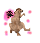 ビーグル犬  チャビの1日［No.3］（個別スタンプ：26）