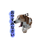ビーグル犬  チャビの1日［No.3］（個別スタンプ：27）