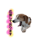 ビーグル犬  チャビの1日［No.3］（個別スタンプ：28）