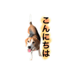 ビーグル犬  チャビの1日［No.3］（個別スタンプ：30）