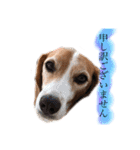 ビーグル犬  チャビの1日［No.3］（個別スタンプ：31）