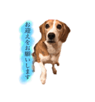 ビーグル犬  チャビの1日［No.3］（個別スタンプ：34）