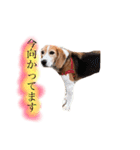 ビーグル犬  チャビの1日［No.3］（個別スタンプ：35）