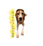 ビーグル犬  チャビの1日［No.3］（個別スタンプ：36）