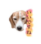 ビーグル犬  チャビの1日［No.3］（個別スタンプ：38）