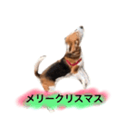 ビーグル犬  チャビの1日［No.3］（個別スタンプ：39）