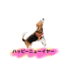 ビーグル犬  チャビの1日［No.3］（個別スタンプ：40）