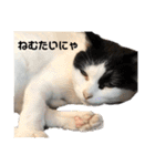 いちごねこのスタンプ（個別スタンプ：1）