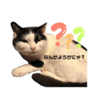 いちごねこのスタンプ（個別スタンプ：5）