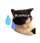 いちごねこのスタンプ（個別スタンプ：8）