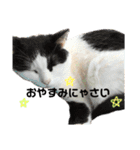 いちごねこのスタンプ（個別スタンプ：9）