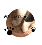 いちごねこのスタンプ（個別スタンプ：13）