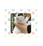 いちごねこのスタンプ（個別スタンプ：15）