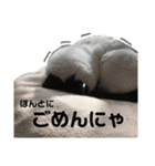 いちごねこのスタンプ（個別スタンプ：16）