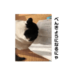 いちごねこのスタンプ（個別スタンプ：18）