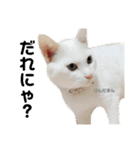 いちごねこのスタンプ（個別スタンプ：23）