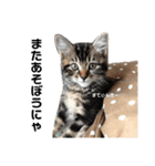 いちごねこのスタンプ（個別スタンプ：24）