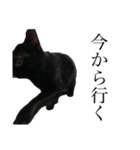 黒猫たるみ3（個別スタンプ：13）