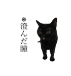 黒猫たるみ3（個別スタンプ：14）