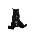 黒猫たるみ3（個別スタンプ：16）