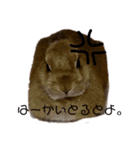 うさちゃん熊本弁2（個別スタンプ：5）