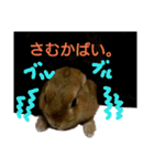 うさちゃん熊本弁2（個別スタンプ：8）